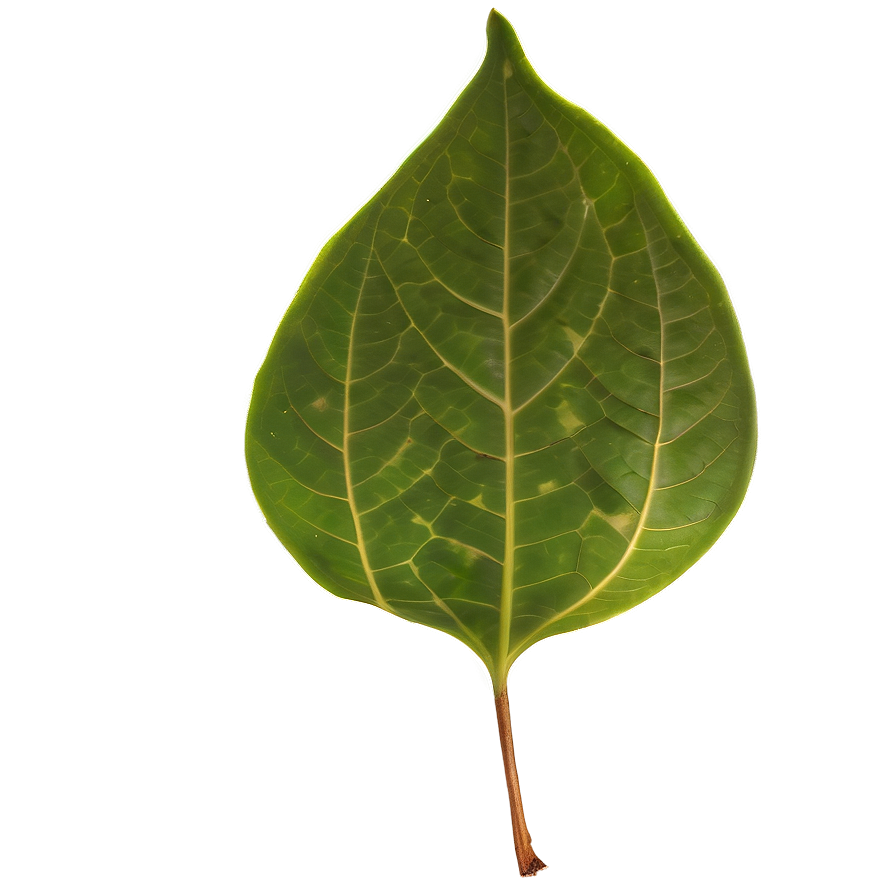 Transparent Leaf Png 90