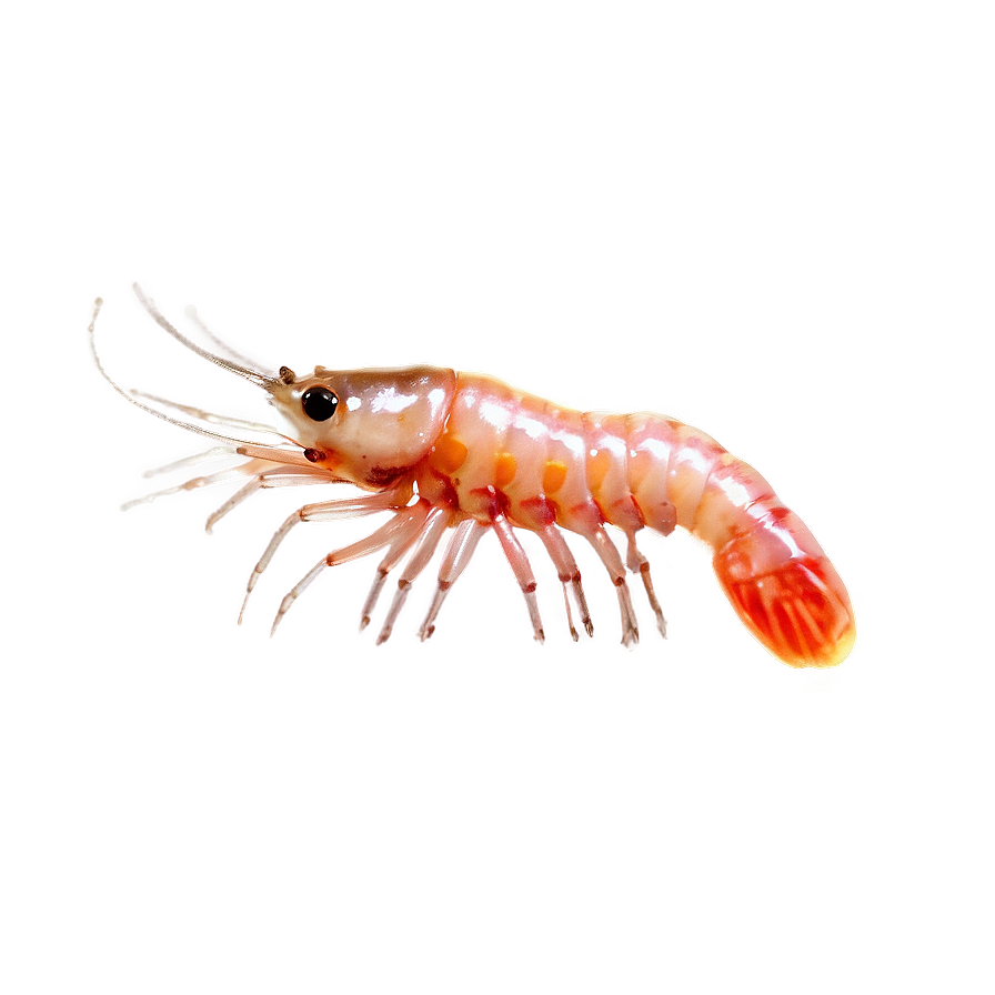 Transparent Shrimp Png Fuy84