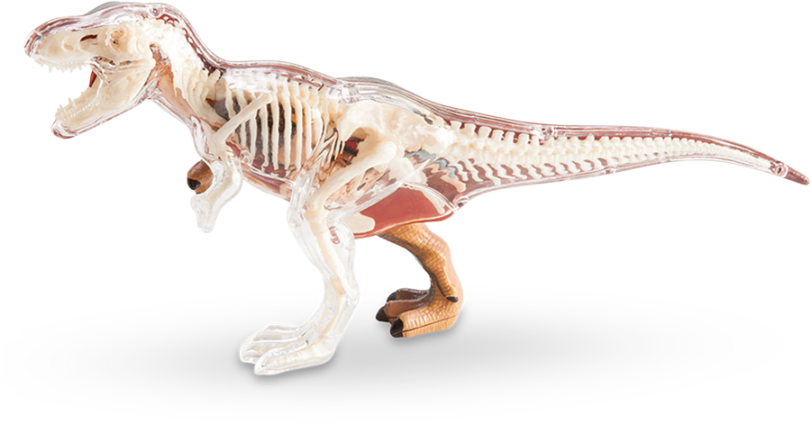 Transparent T Rex Skeleton Model