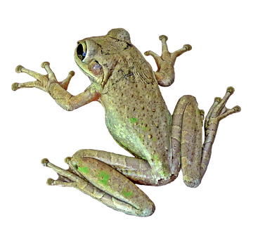 Tree Frog Black Background