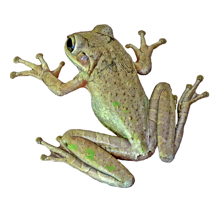 Tree Frog Isolatedon Gray Background.png