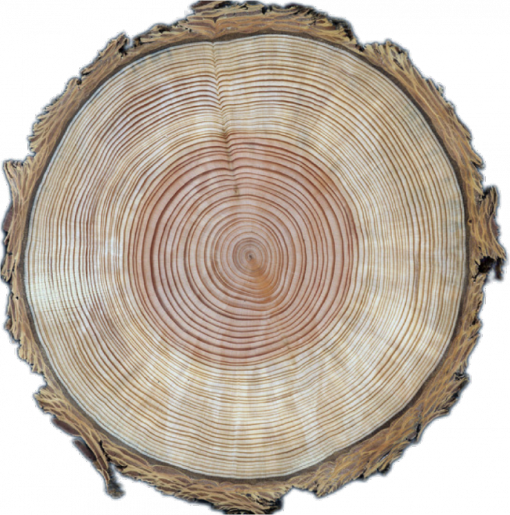 Tree Ring Cross Section Wood Texture