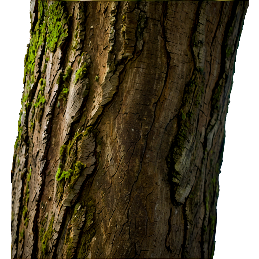 Tree Trunk Closeup Png Cwm1