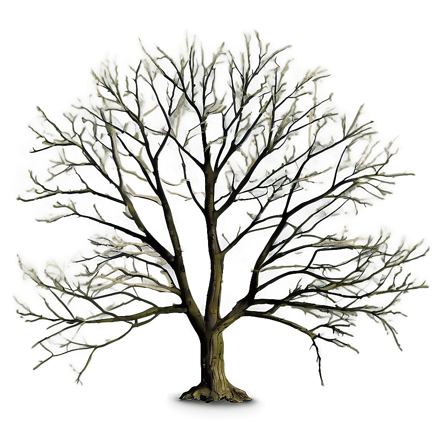 Tree With Bare Branches Png 06282024