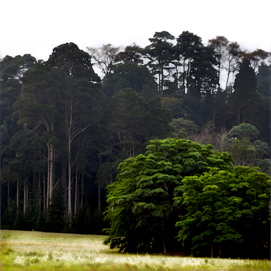 Treeline In Misty Morning Png 25