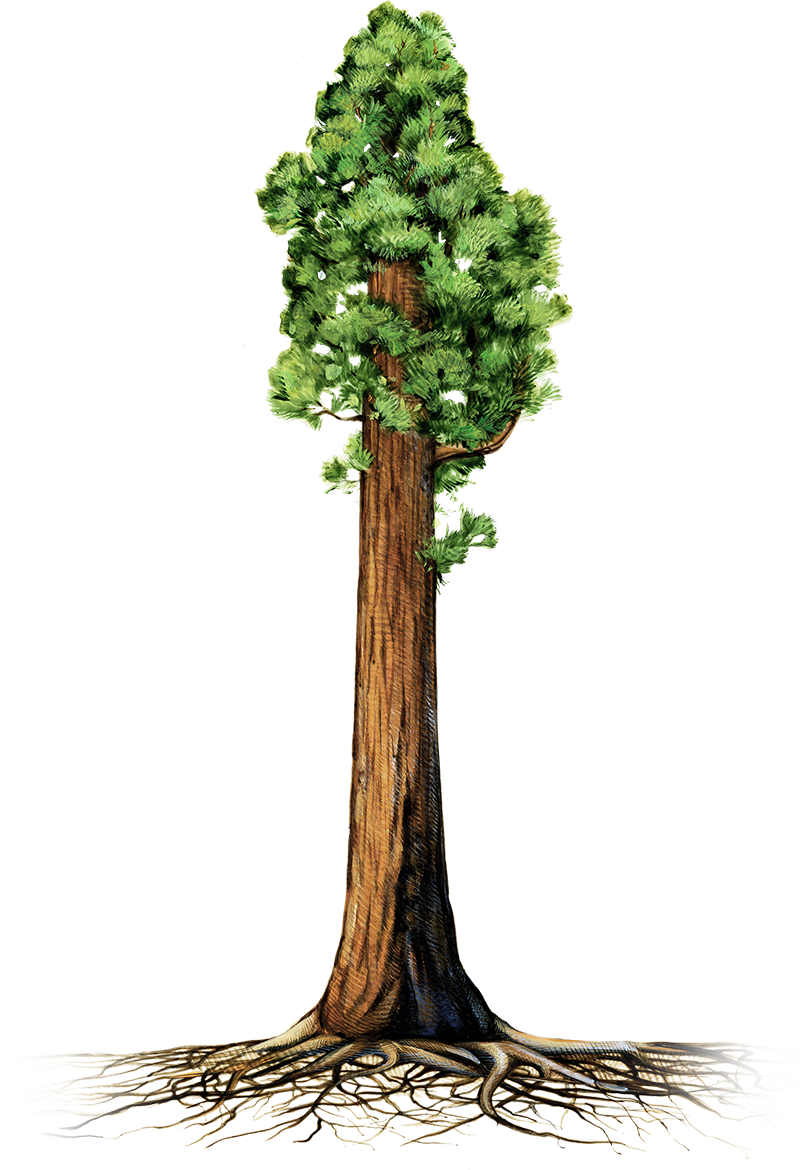 Treewith Exposed Roots Illustration