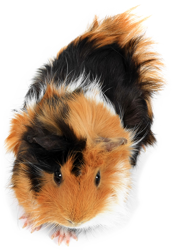 Tricolor Guinea Pig Top View