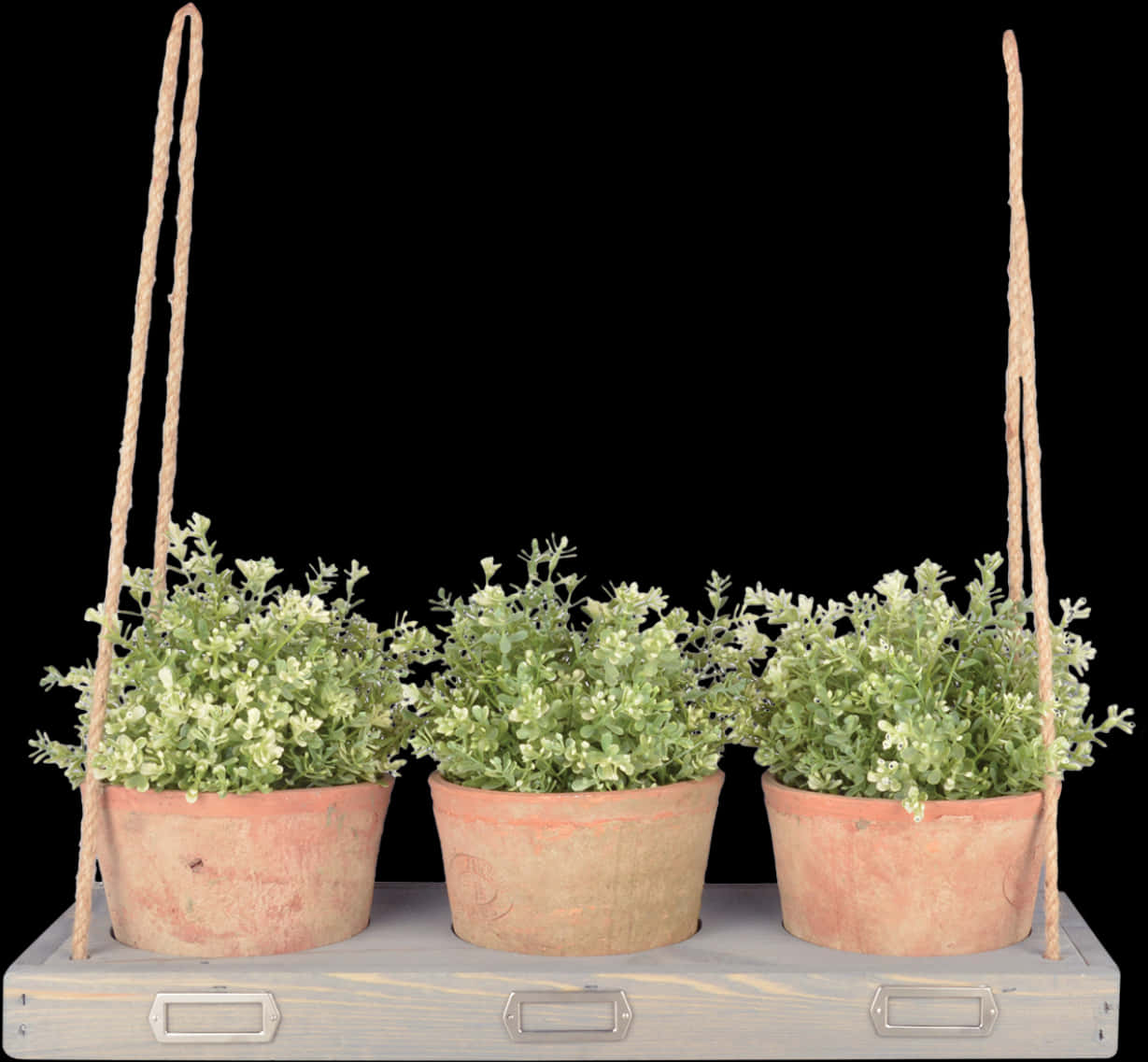 Triple Hanging Plantson Shelf