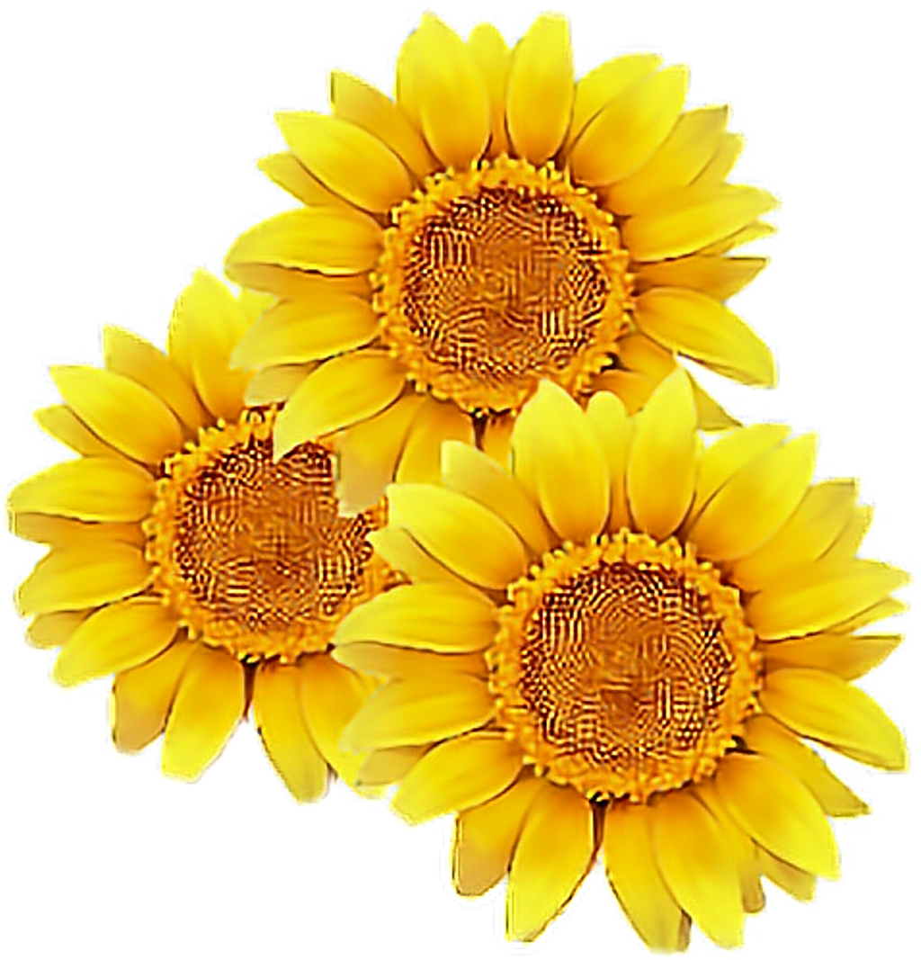 Triple_ Sunflower_ Clipart.png