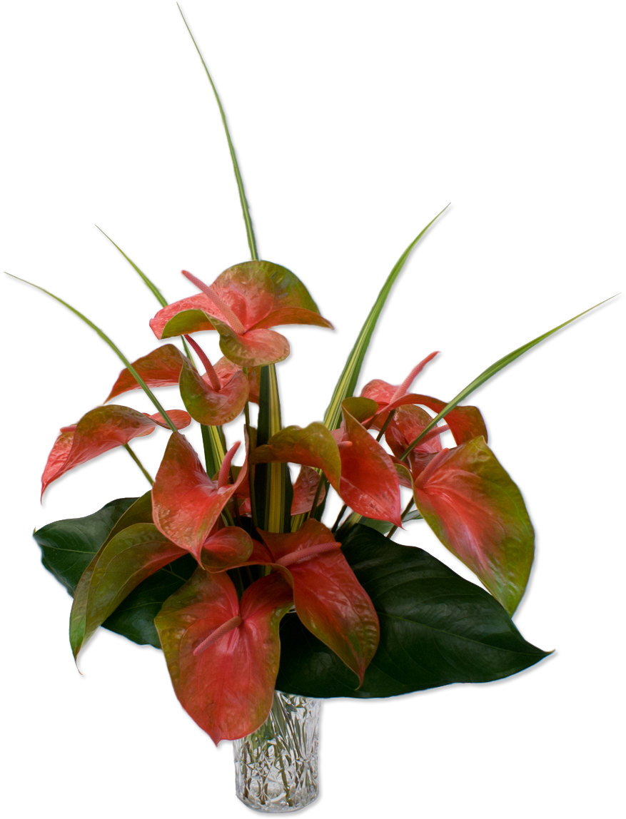 Tropical Anthurium Arrangement