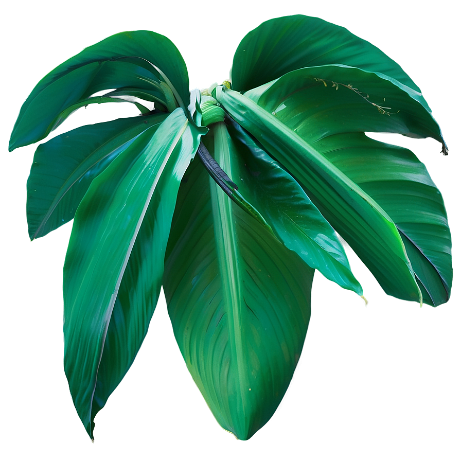 Tropical Banana Leaf Detail Png 59