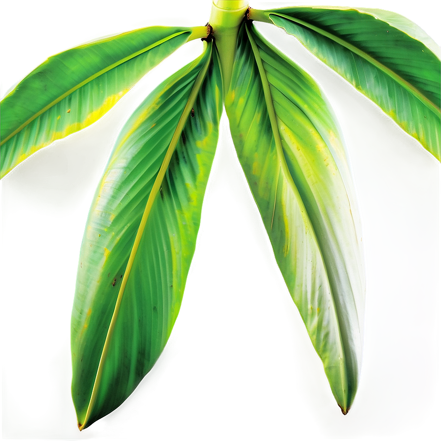 Tropical Banana Leaf Detail Png Mgh