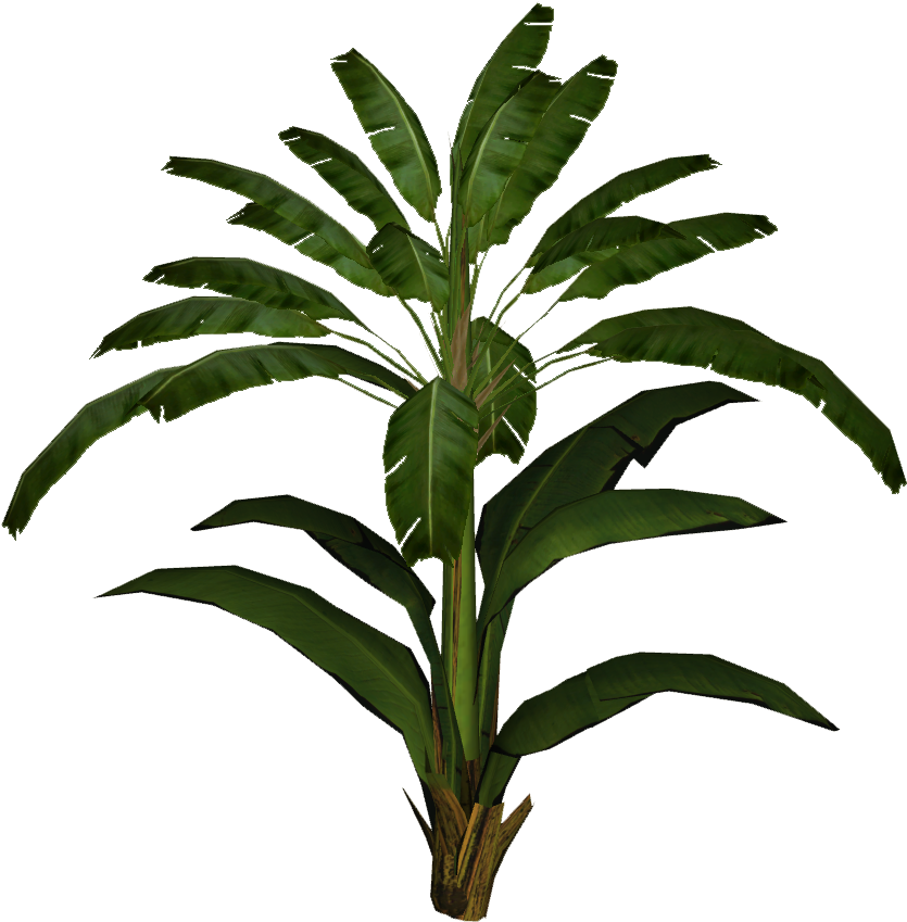 Tropical Banana Plant Isolated