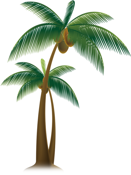 Tropical Coconut Tree Illustration