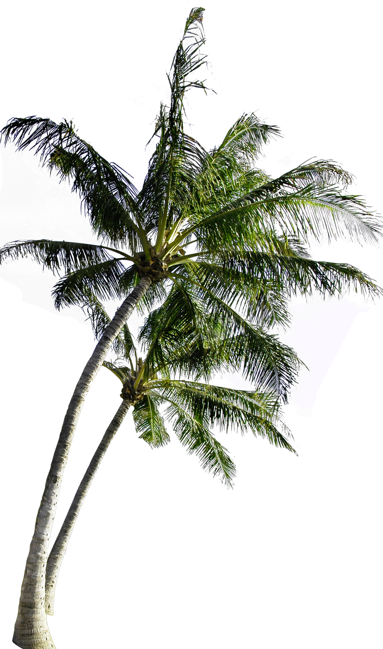 Tropical Coconut Tree Isolated