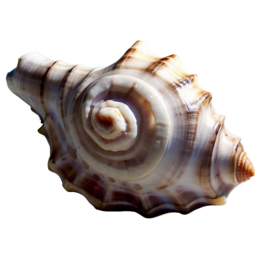 Tropical Conch Shell Png 06132024