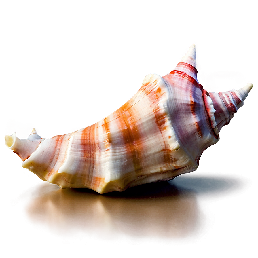 Tropical Conch Shell Png Nps26