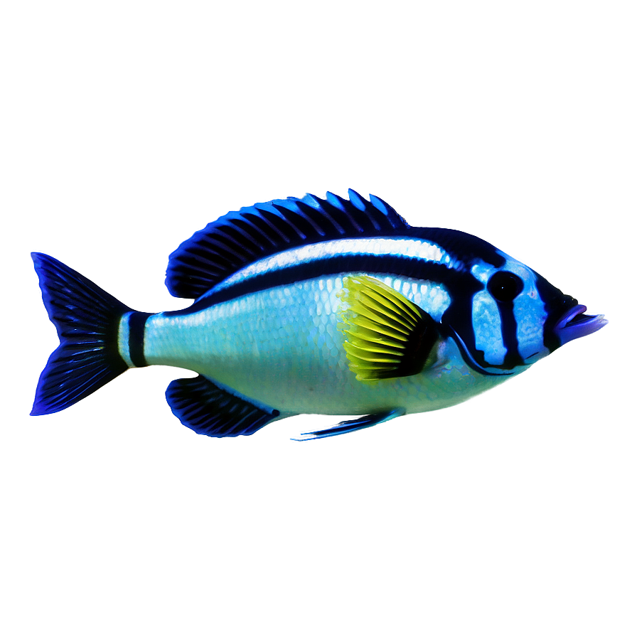 Tropical Fish Png 05232024