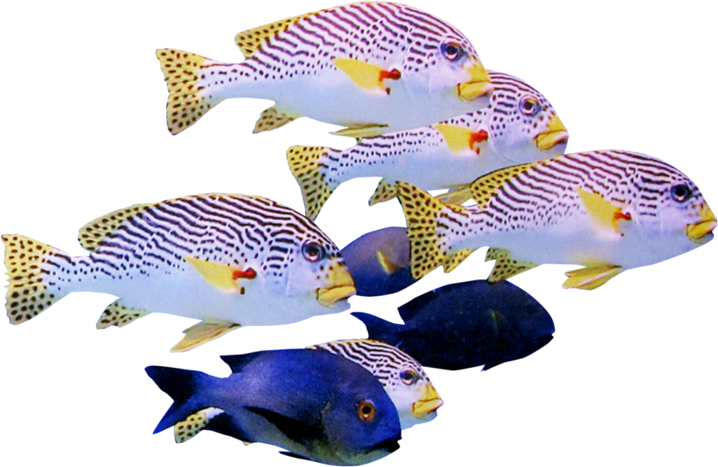 Tropical Fish Schooling Together