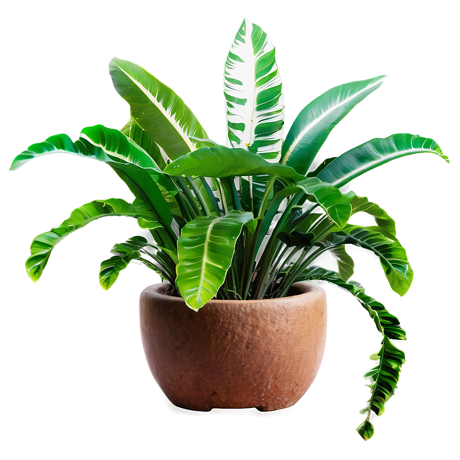 Tropical Hanging Plant Png Ijo