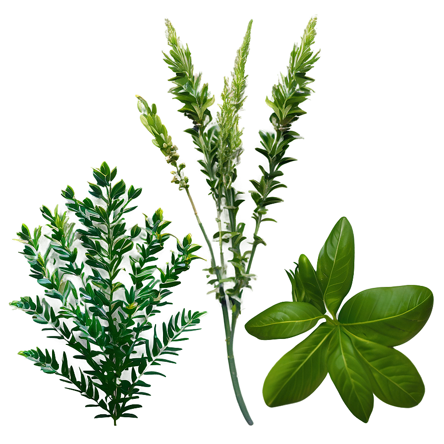 Tropical Herb Png 79