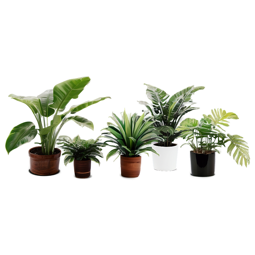 Tropical House Plants Png 19