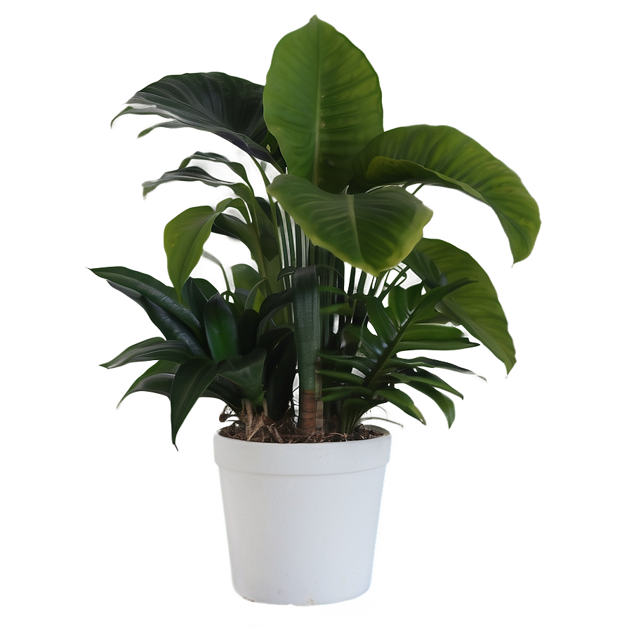 Tropical House Plants Png Mth67