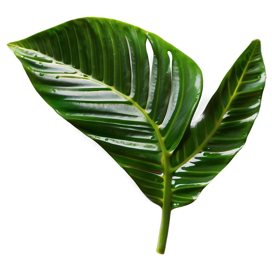 Tropical Leaf Isolated Png Xwi84