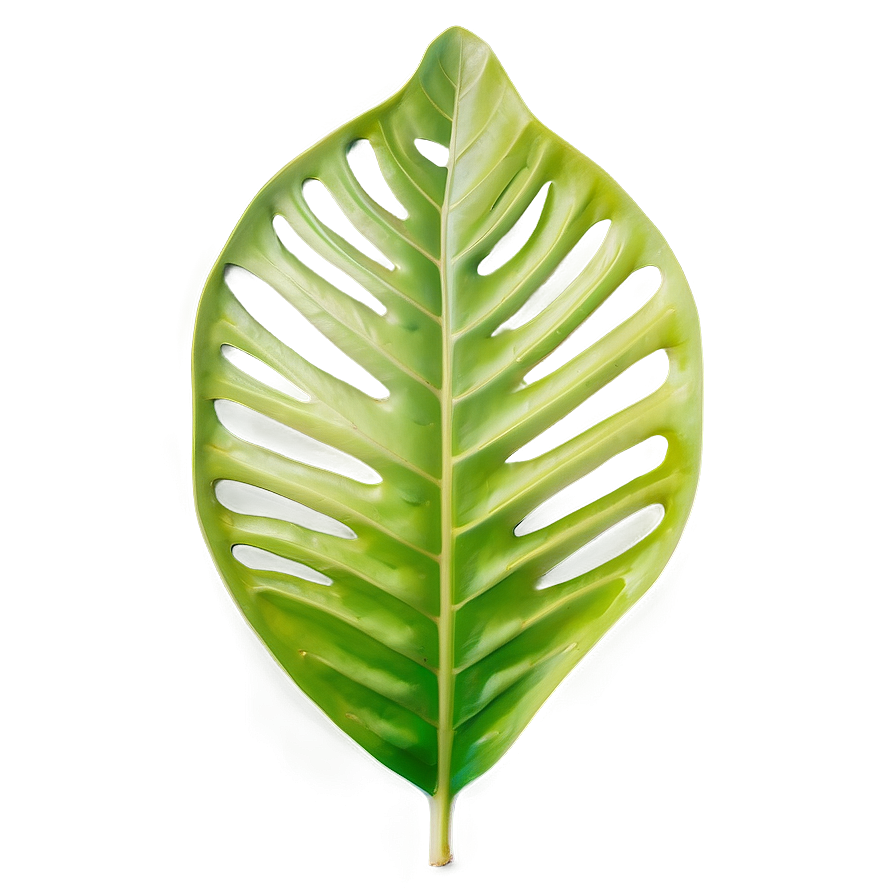 Tropical Leaf Shape Png 50