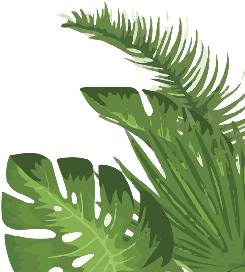 Tropical Palm Leaves Illustration