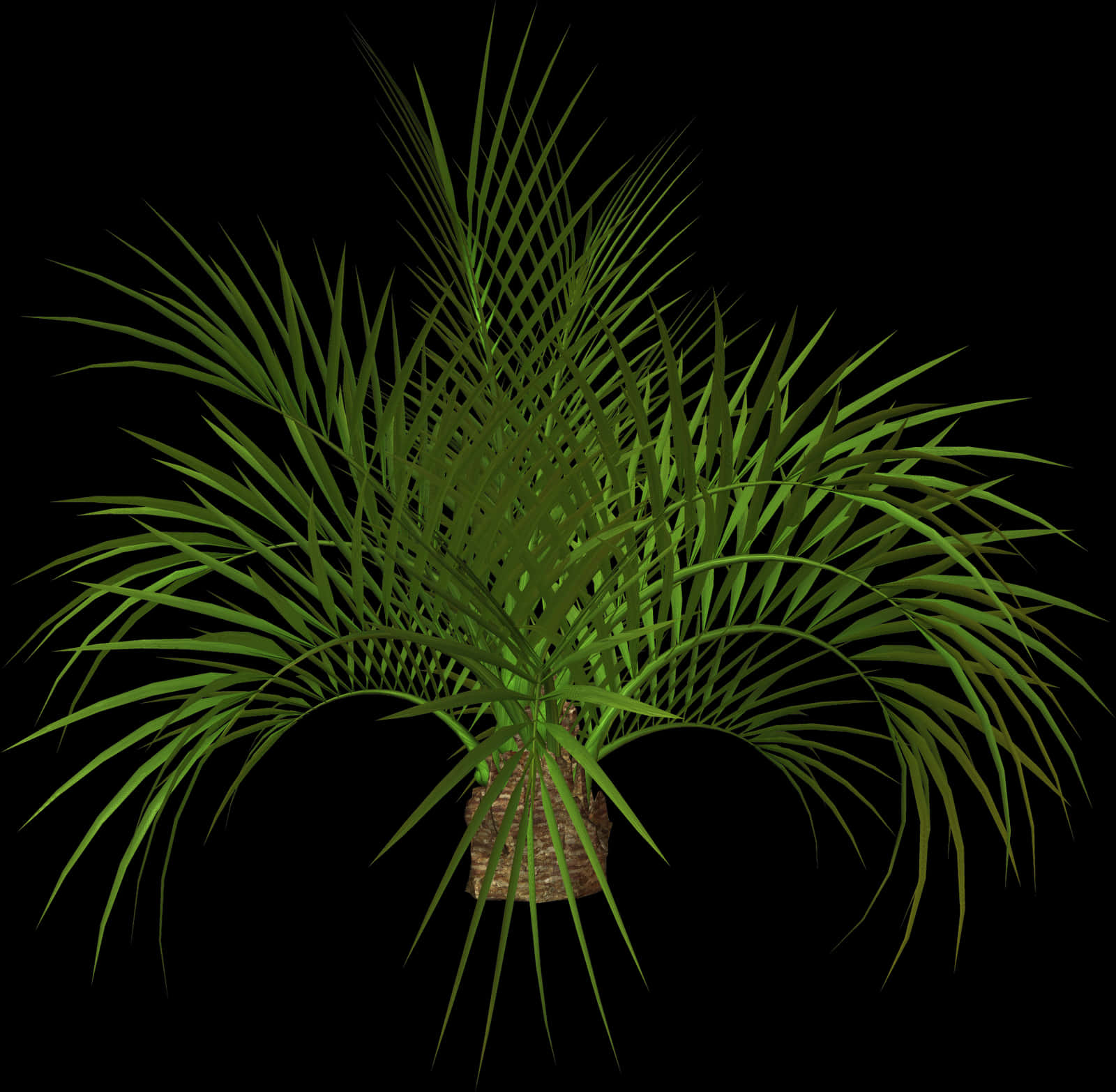 Tropical Palm Plant3 D Rendering