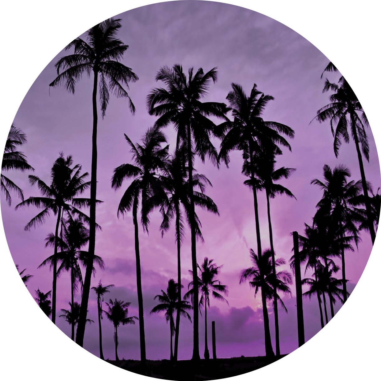 Tropical Palm Silhouettesat Sunset