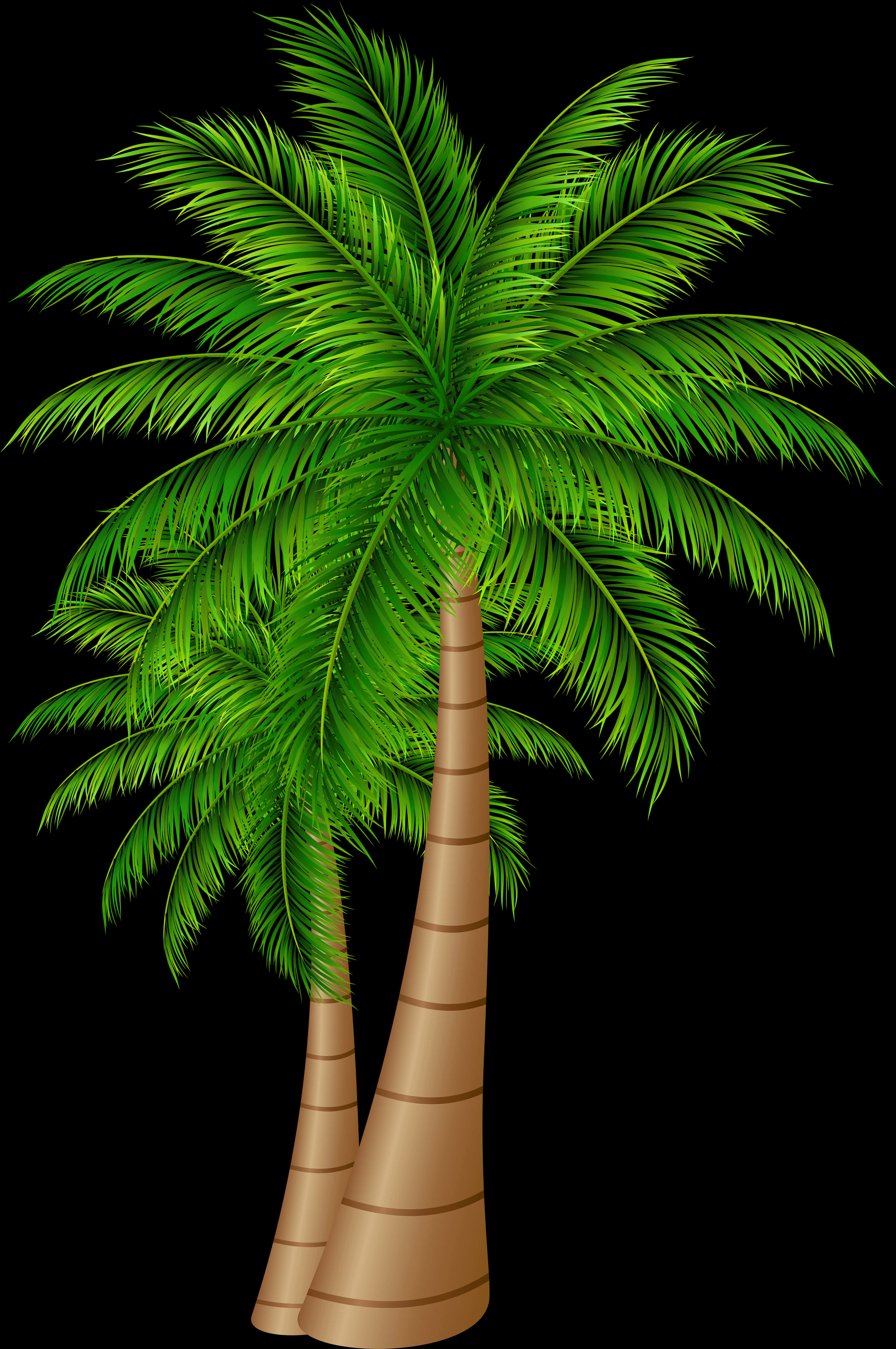 Tropical Palm Tree Graphic