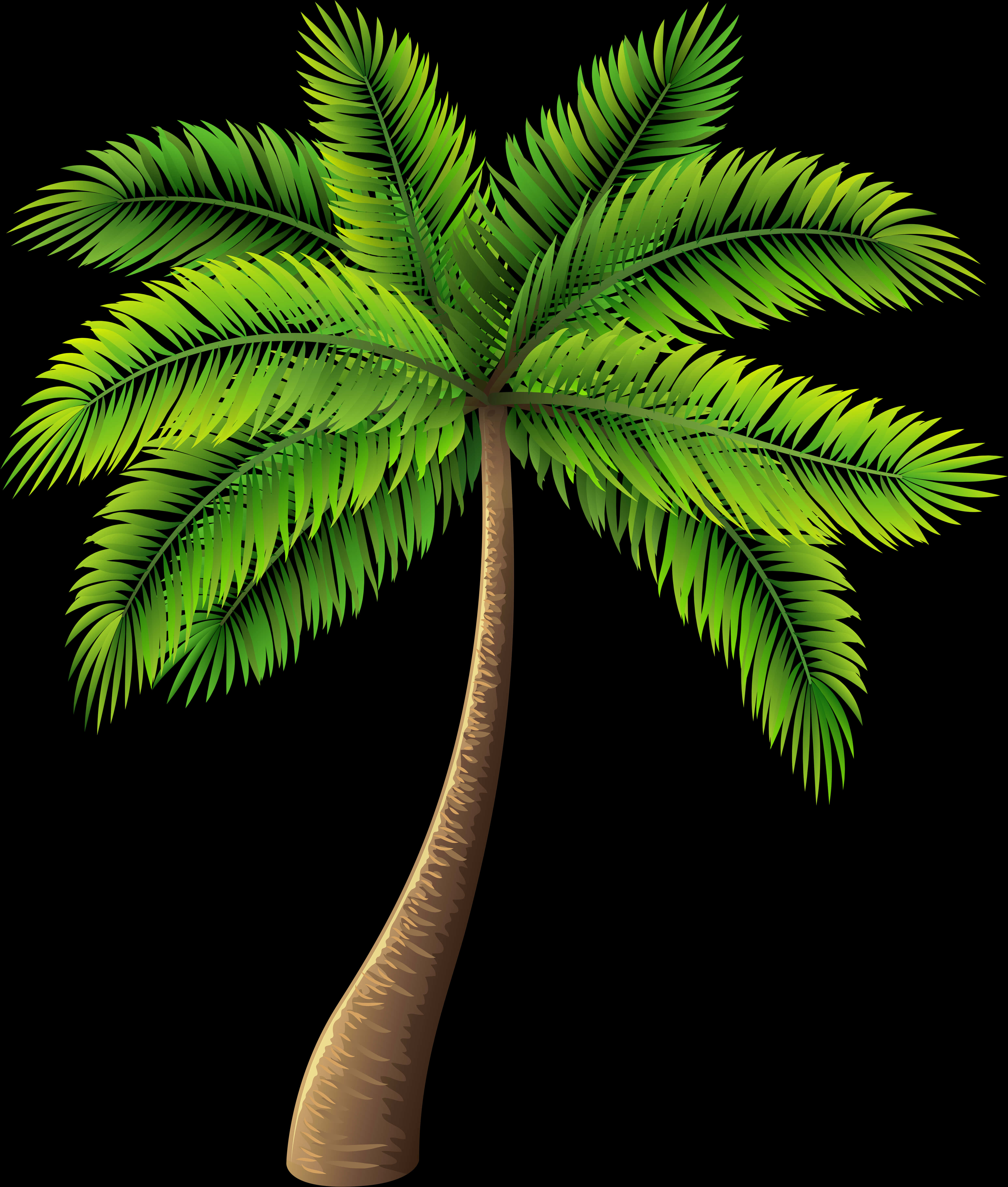 Tropical Palm Tree Illustration