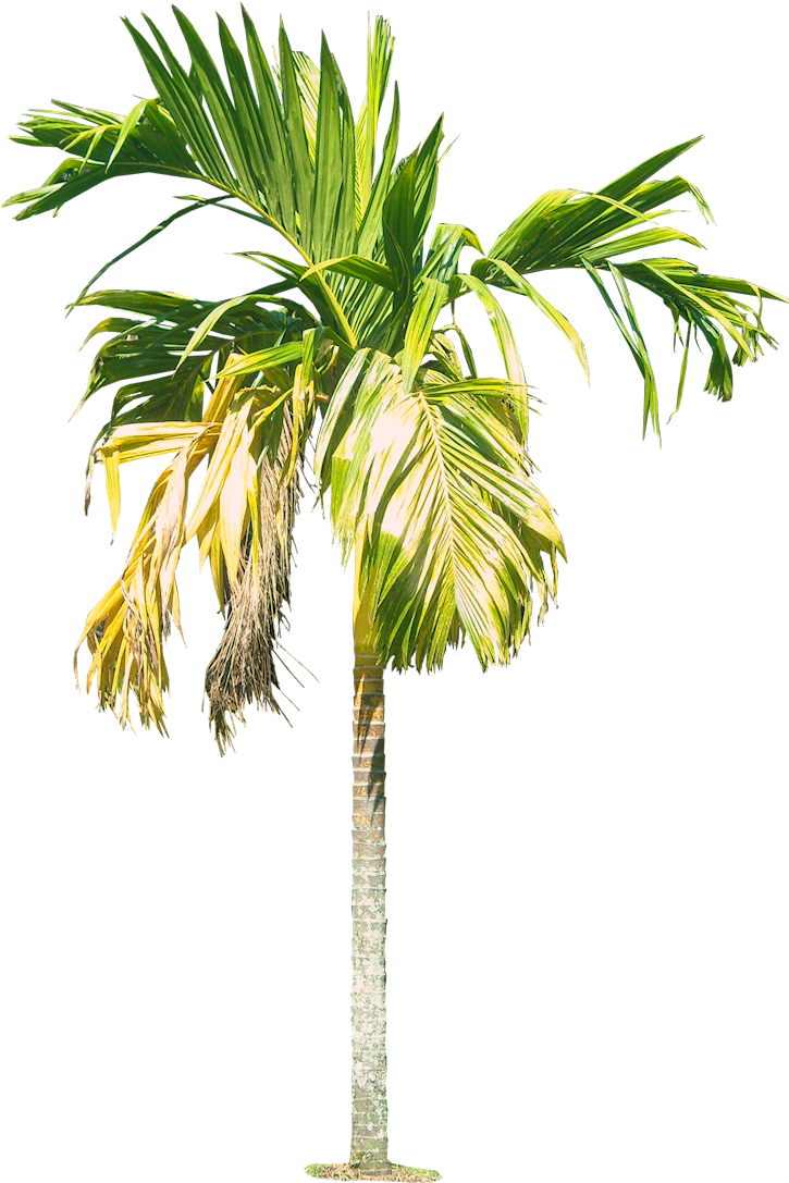 Tropical Palm Tree Isolated