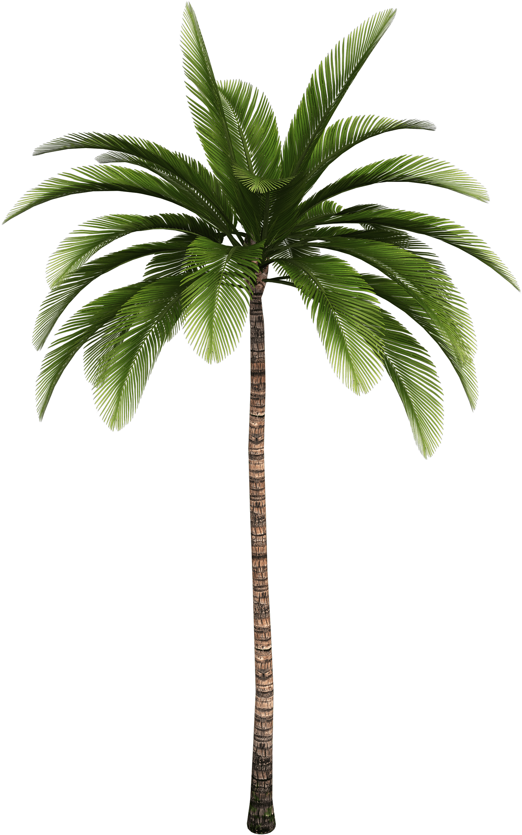 Tropical Palm Tree Isolated