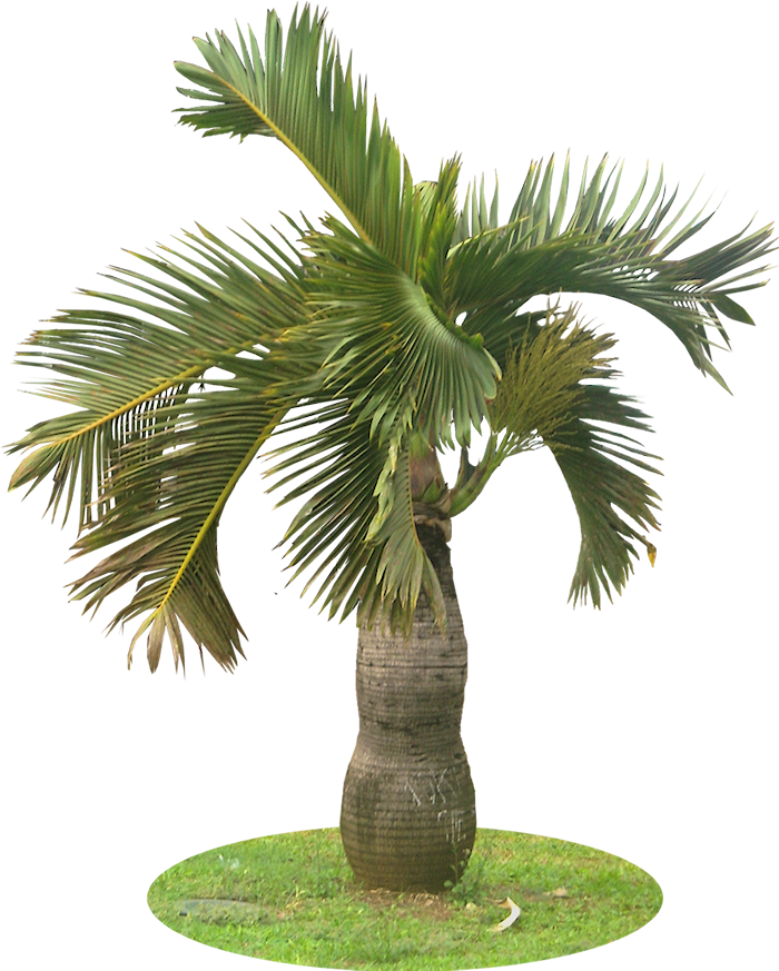 Tropical Palm Tree Isolated