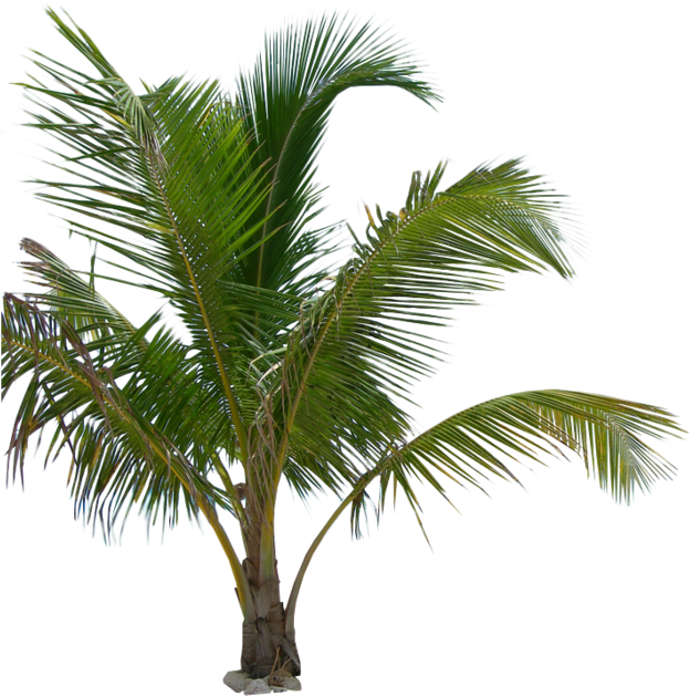 Tropical Palm Tree Isolated