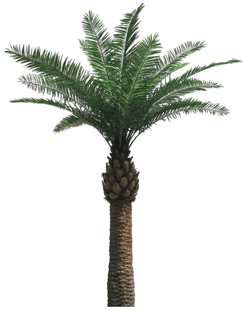 Tropical Palm Tree Isolated