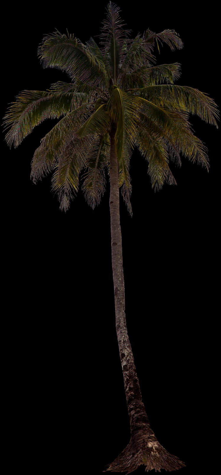 Tropical Palm Tree Isolated