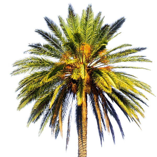 Tropical Palm Tree Isolated