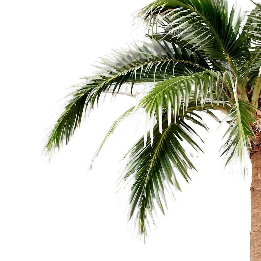 Tropical Palm Tree Png Aav