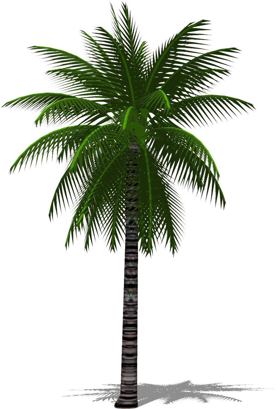 Tropical Palm Tree