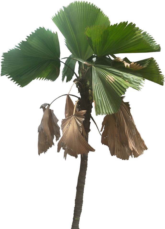 Tropical Palm Tree With Fan Leaves