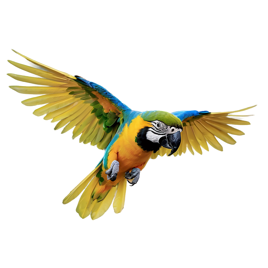 Tropical Parrot In Flight Png Pub