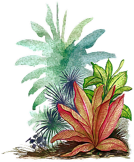 Tropical Plant Illustration.png