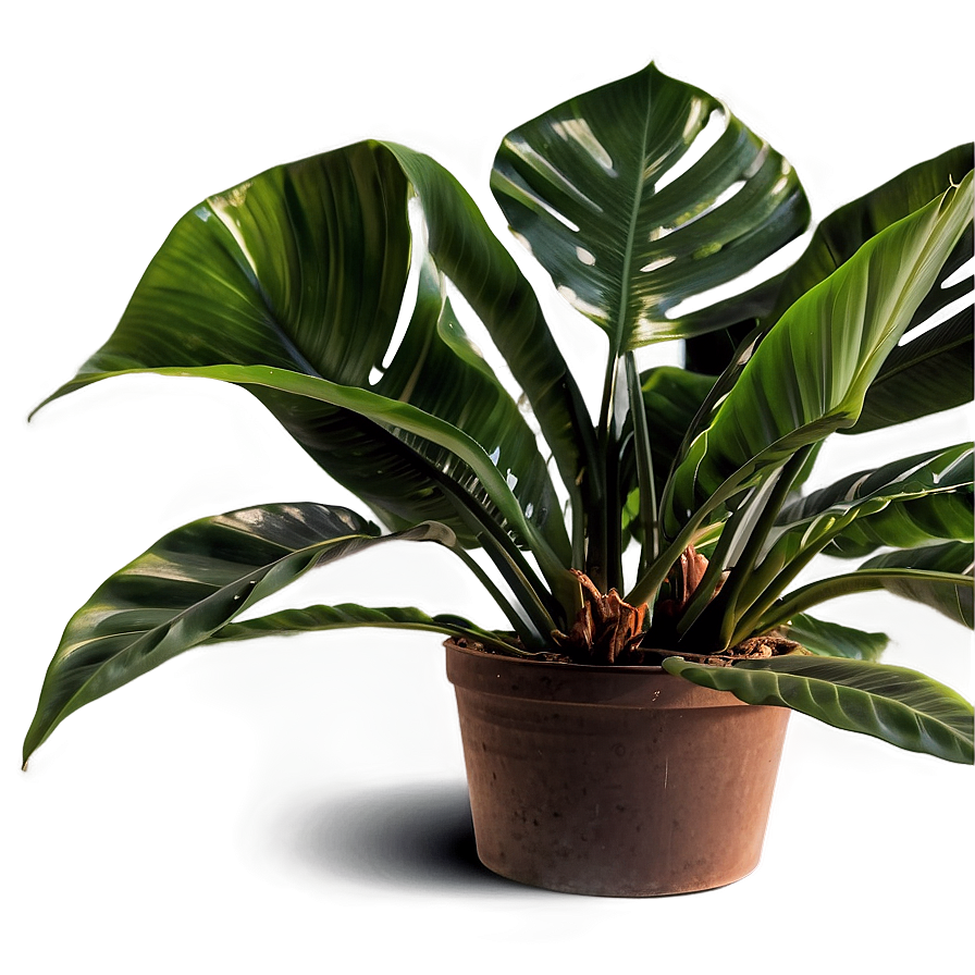 Tropical Plant Png 44