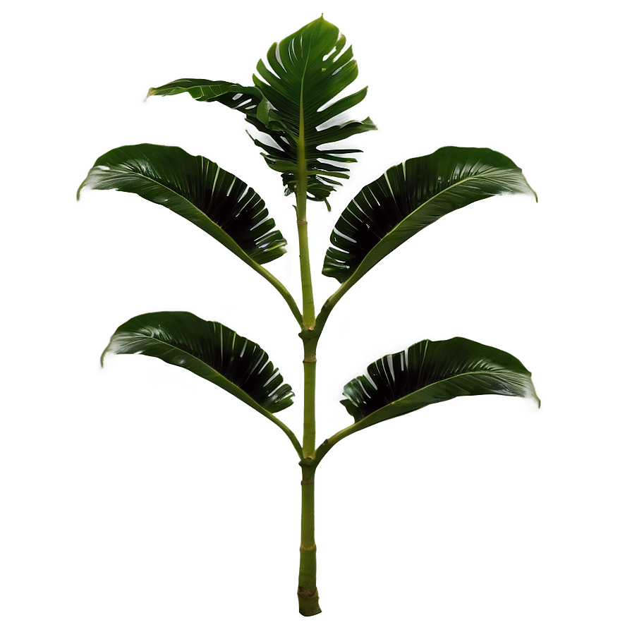 Tropical Plant Wallpaper Png Qqa