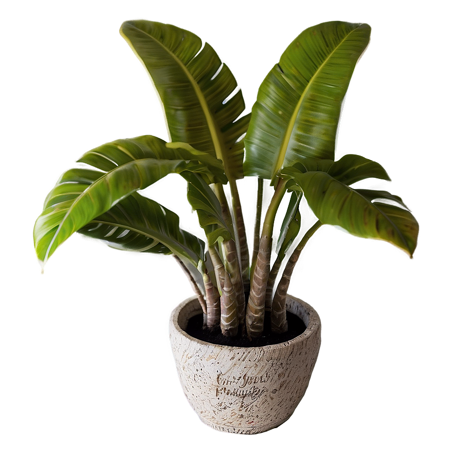 Tropical Potted Plants Png 06122024