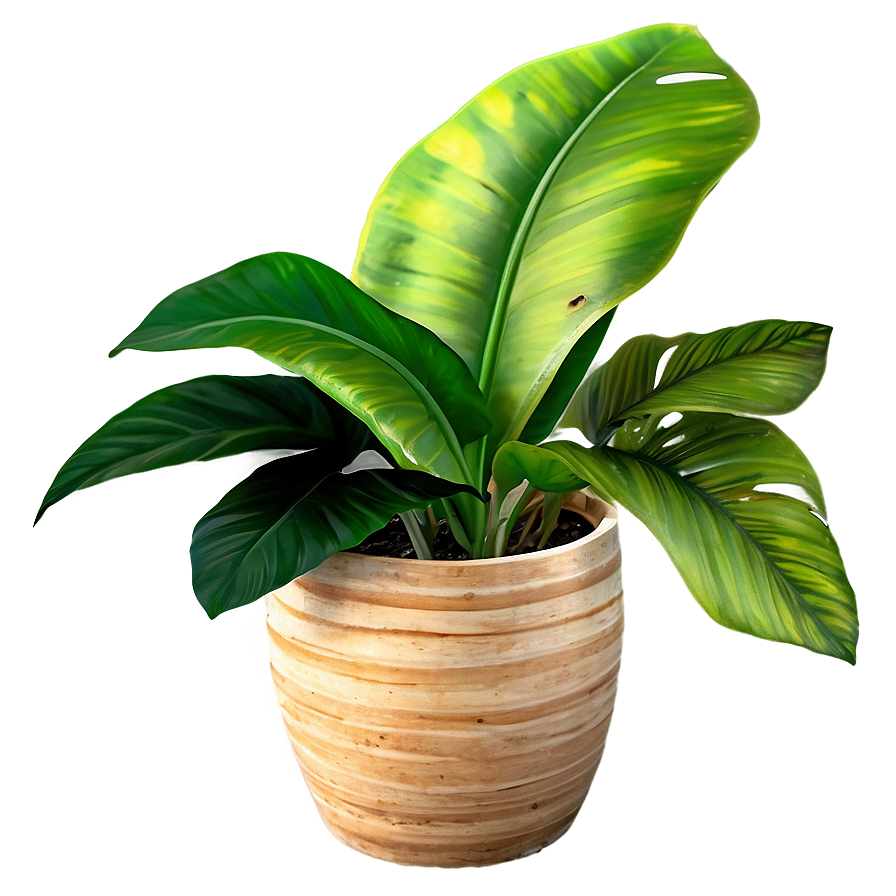 Tropical Potted Plants Png 29